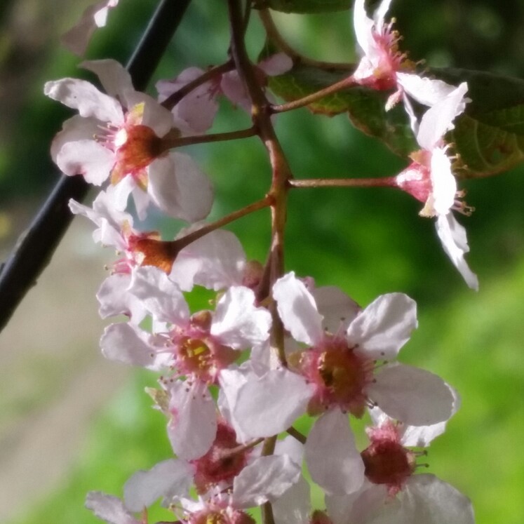 Prunus padus Colorata