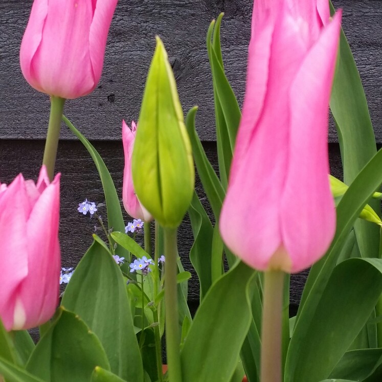 Tulipa 'China Pink'