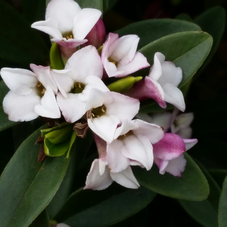 Plant image Daphne tangutica