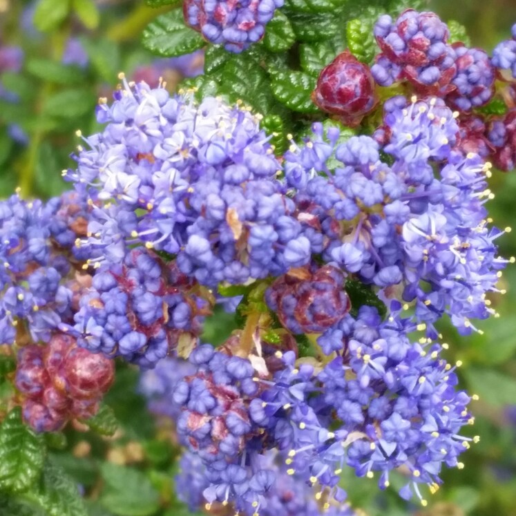 Plant image Ceanothus 'Concha'