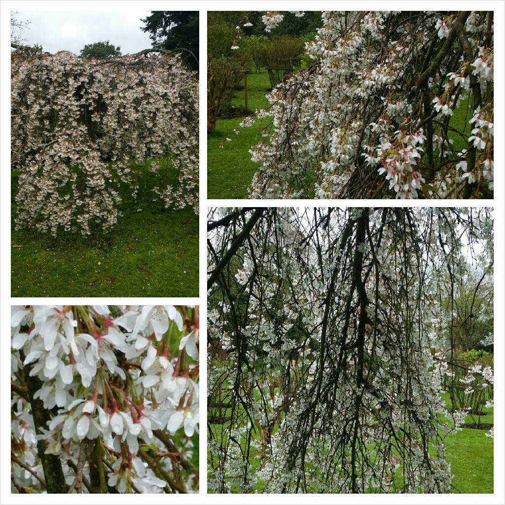 Prunus x yedoensis