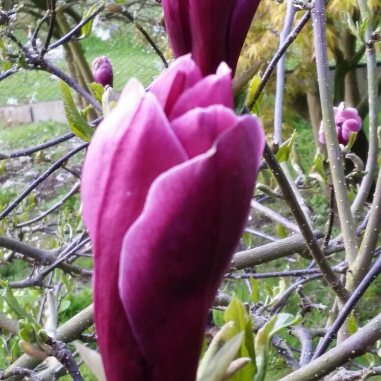 Plant image Magnolia liliiflora 'Nigra'