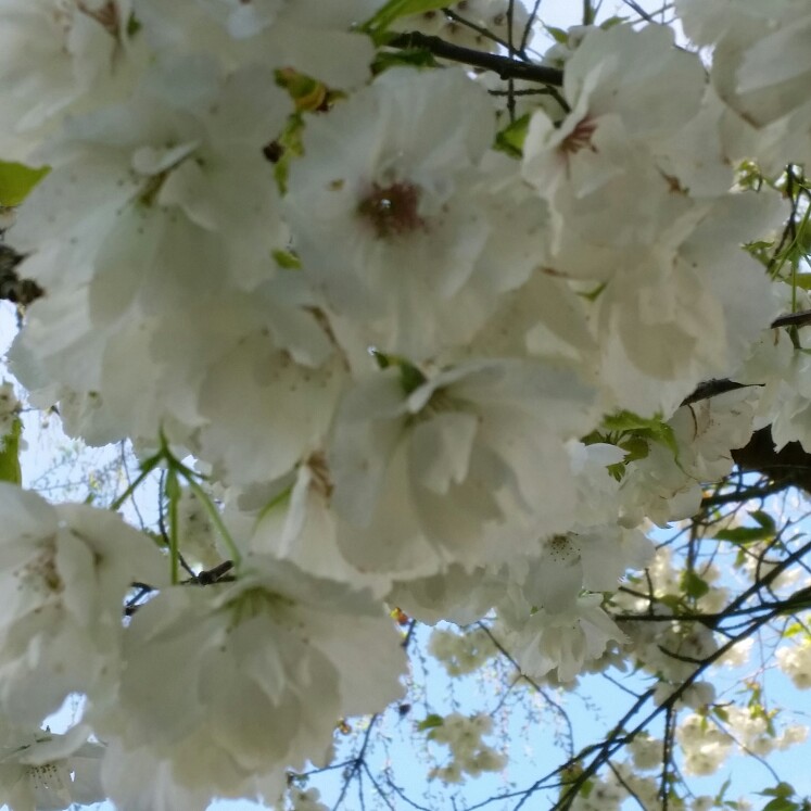 Plant image Prunus 'Shirotae' syn. Prunus serrulata 'Kojima', Prunus 'Mount Fuji'