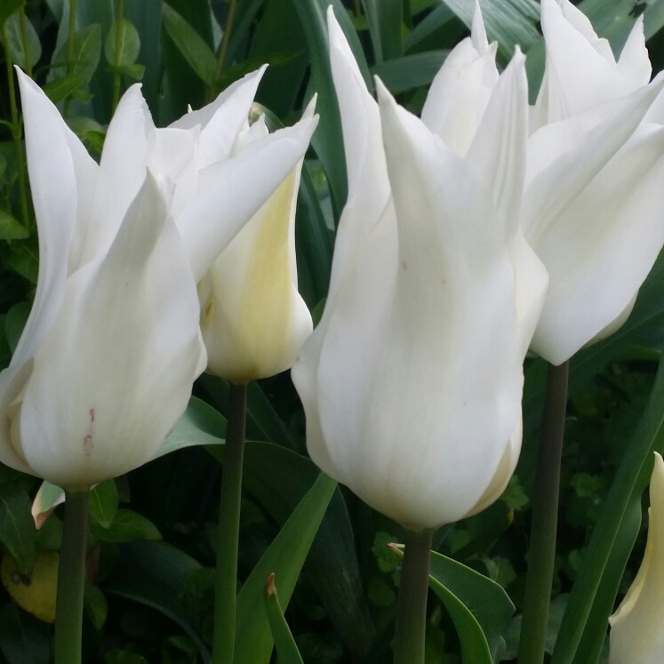 Plant image Tulipa 'White Triumphator'