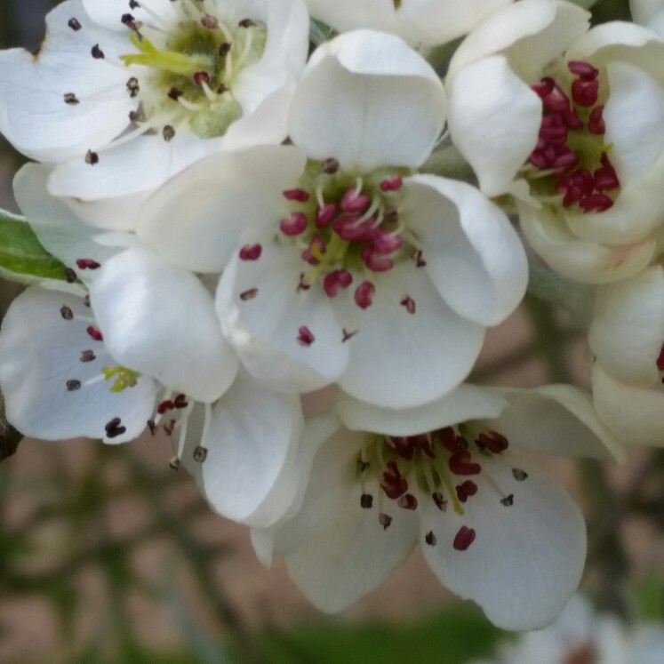 Pyrus salicifolia 'Pendula'