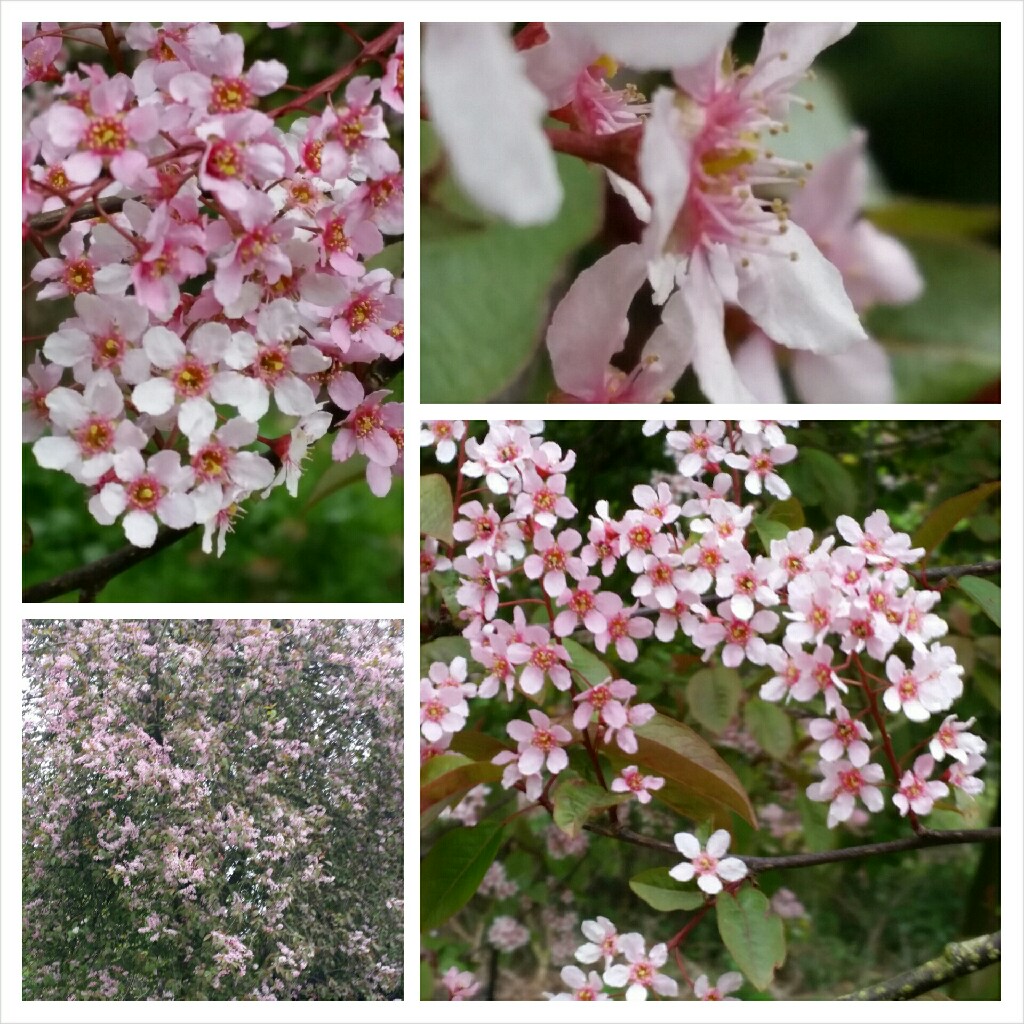 Plant image Prunus padus Colorata