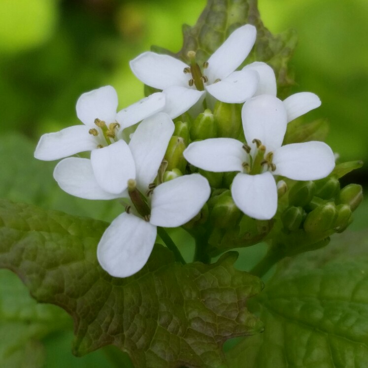 Alliaria Petiolata syn. Alliaria officinalis syn. Sisymbrium alliaria