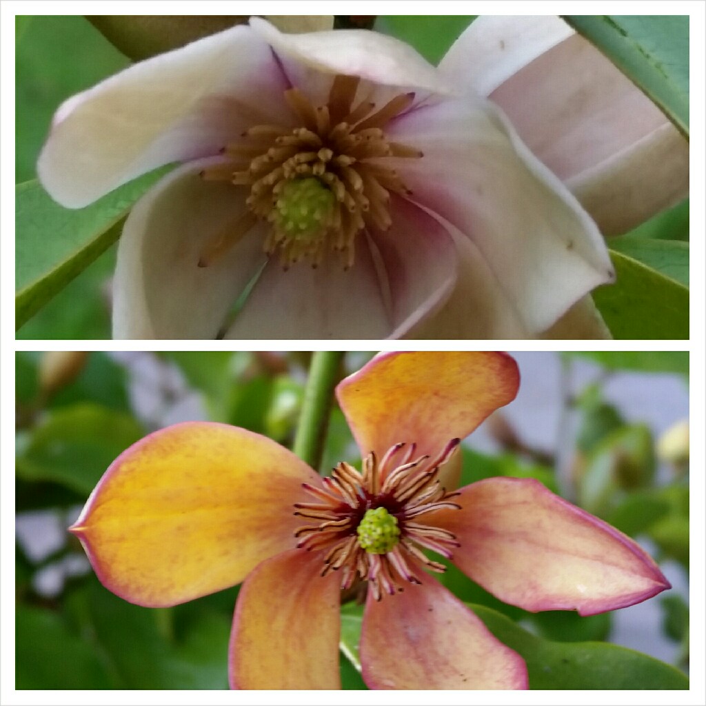 Michelia figo syn. Magnolia figo