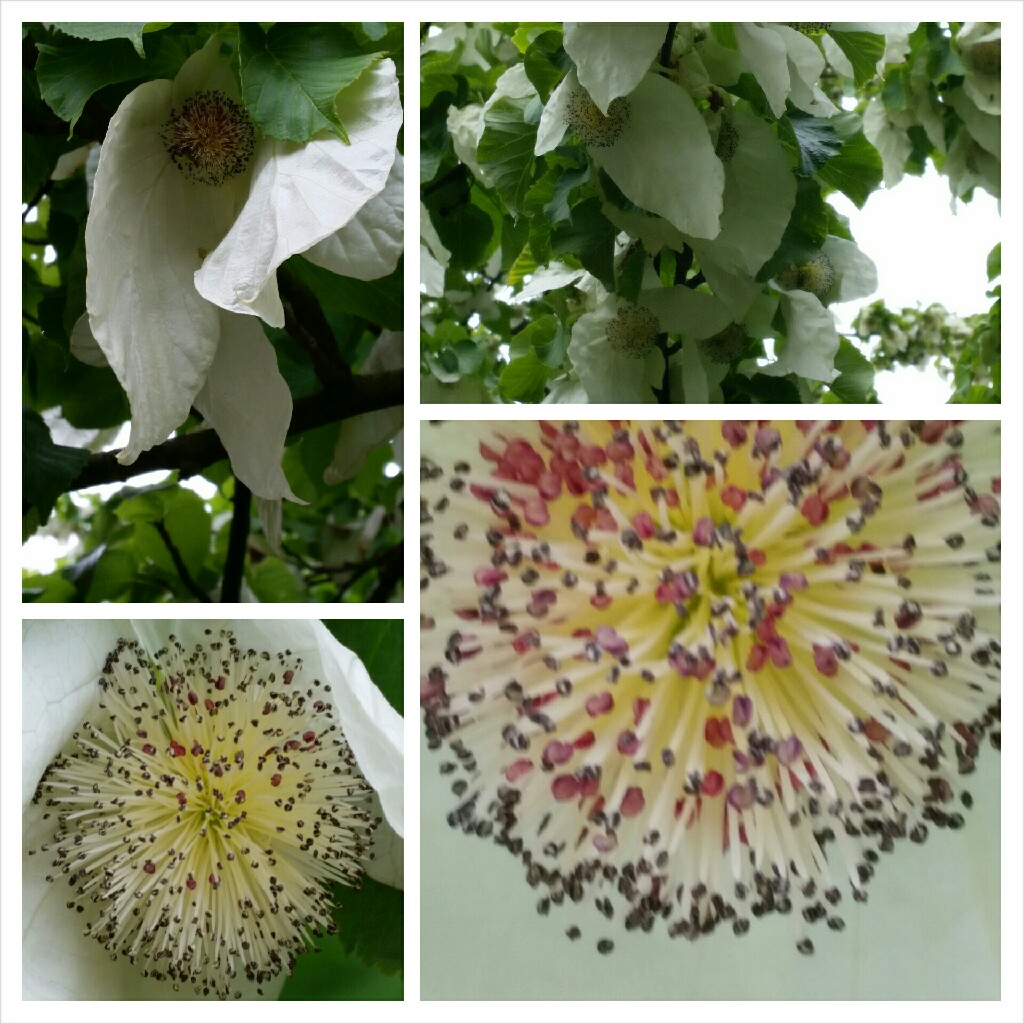 Plant image Davidia Involucrata