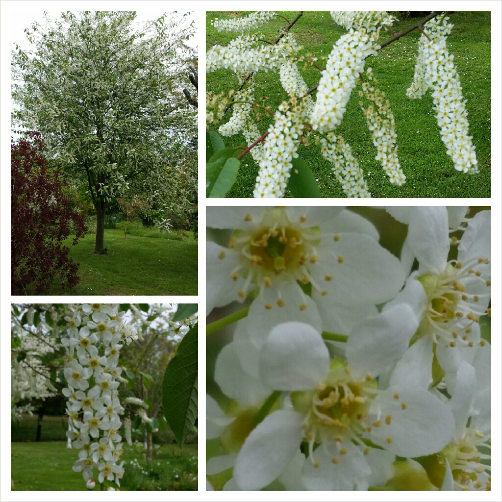 Plant image Prunus padus 'Watereri'