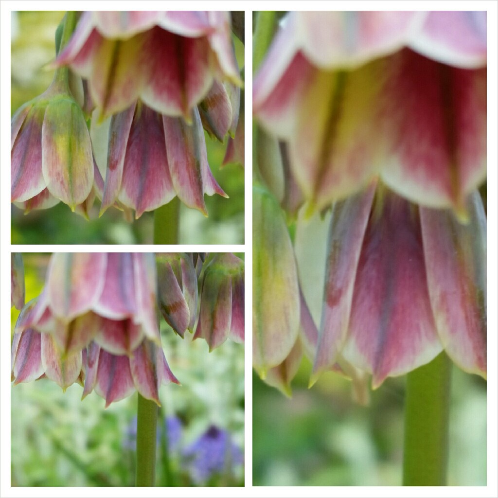 Allium siculum syn. Nectaroscordum siculum, Allium nectaracsardium, Allium bulgaricum