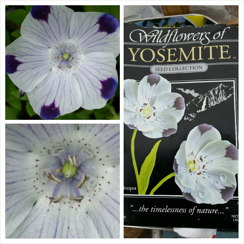 Nemophila maculata