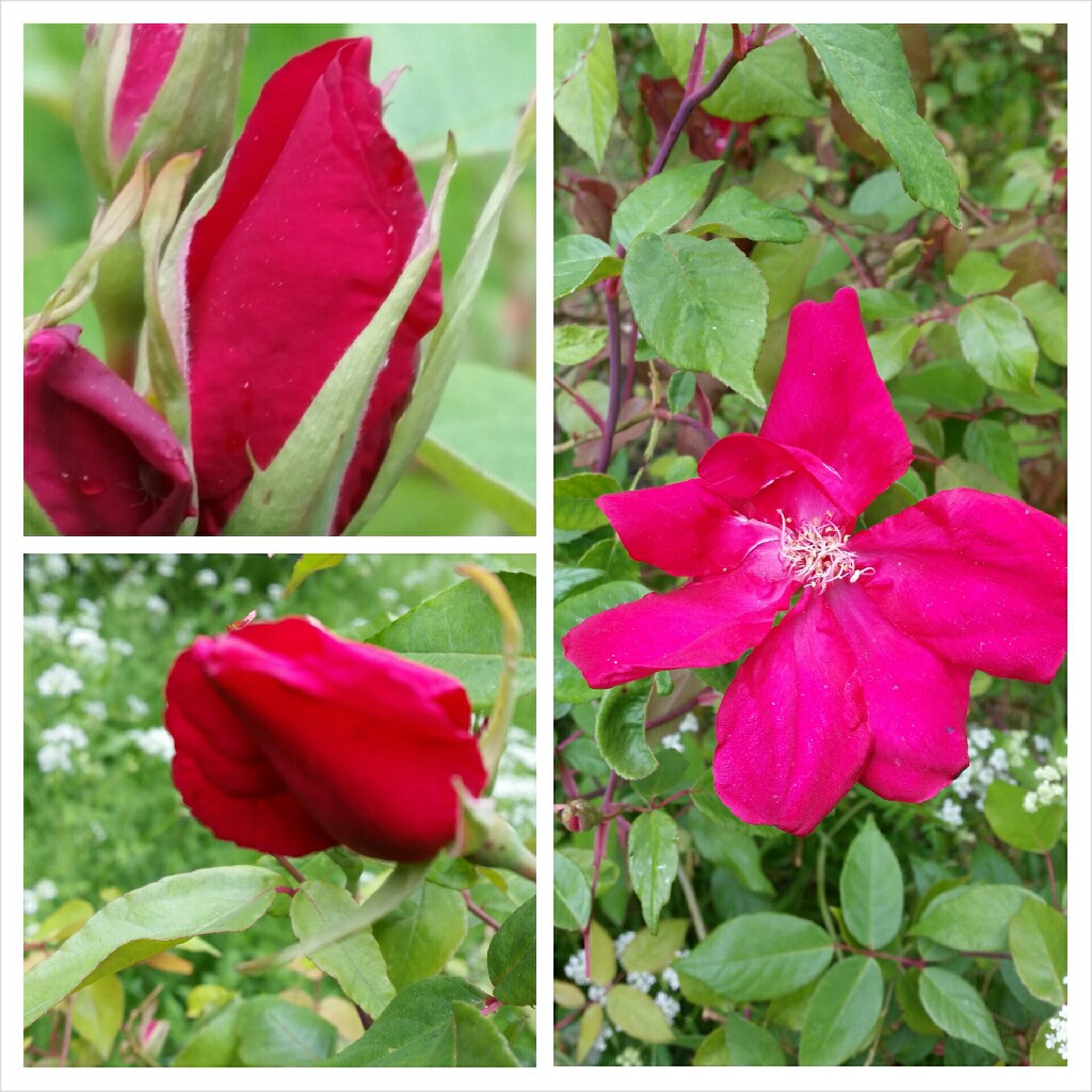 Plant image Rosa x odorata (Sanguinea Group) 'Bengal Crimson', Rosa 'Bengal Beauty', Rosa 'Sanguinea'