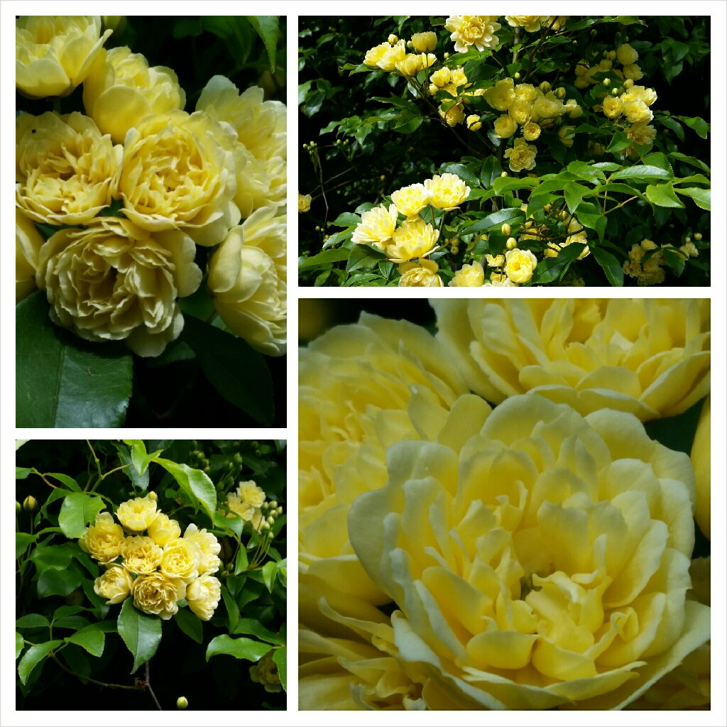 Rosa banksiae 'Lutea'