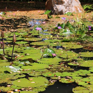 Nymphaea Hybride 'Aurora'