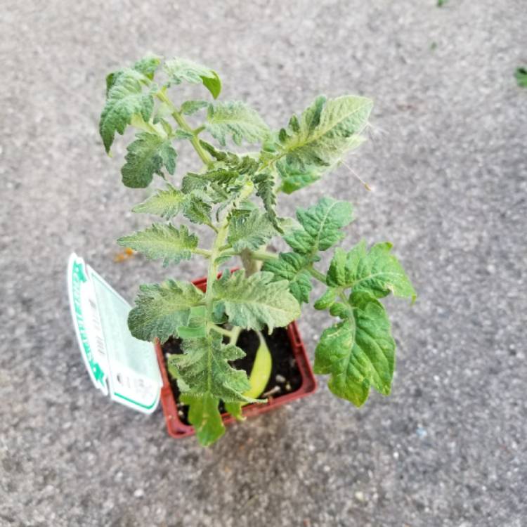 Plant image Solanum lycopersicum 'Bush Goliath'