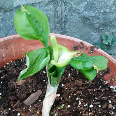 Arisaema triphyllum