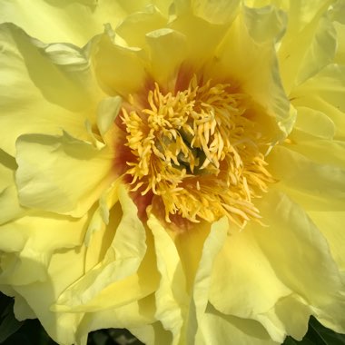 Paeonia 'Garden Treasure'