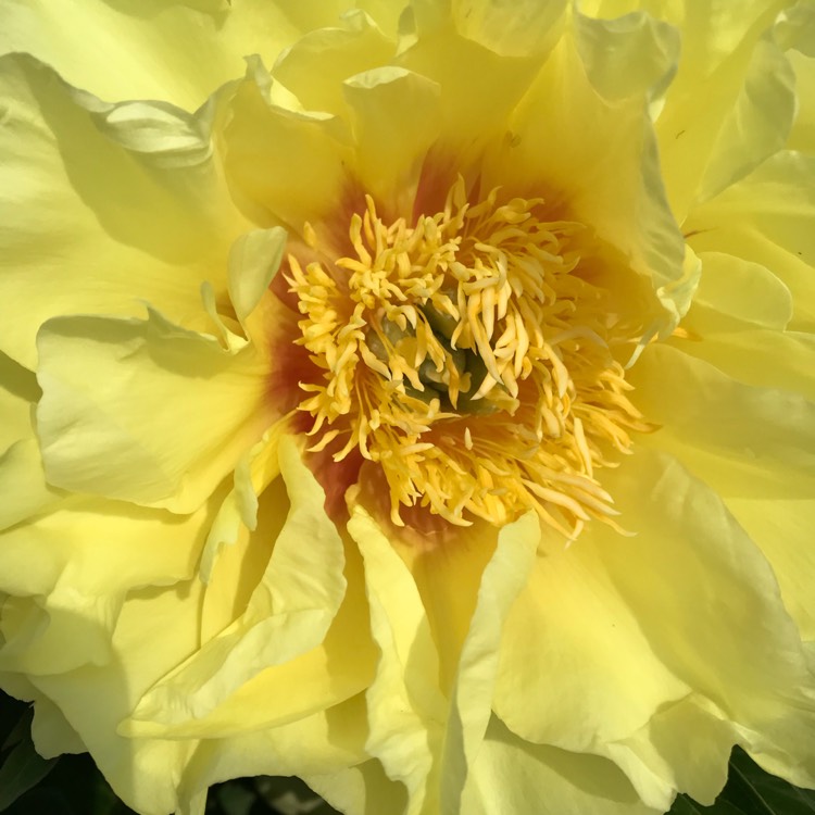 Plant image Paeonia 'Garden Treasure'