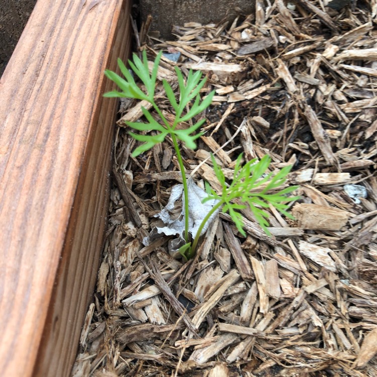 Plant image Daucus carota subsp. sativus 'Tozresis' syn. Daucus carota subsp. sativus 'Resistafly'