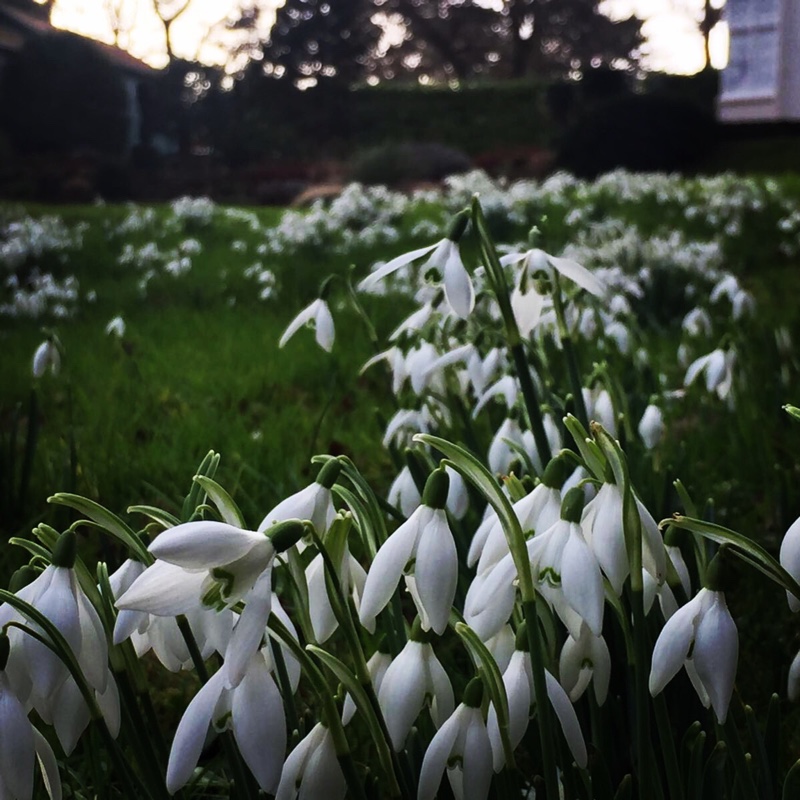 Snowdrop 'Magnet'