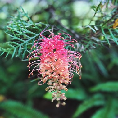 Grevillea bipinnatifida x banksii 'Ned Kelly' syn. Grevillea Mason's hybrid