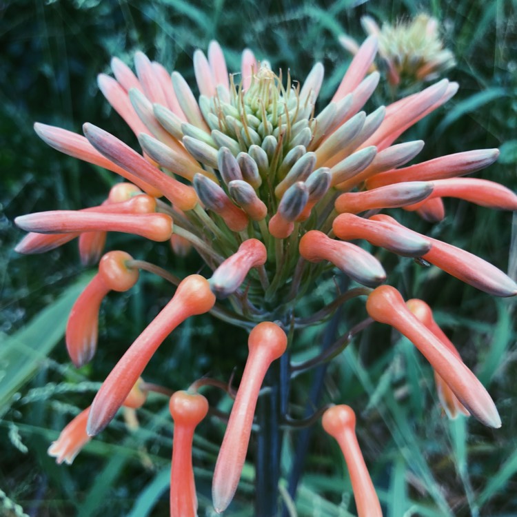 Plant image Aloe Distans