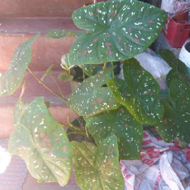 Elephant Ear (Caladium)