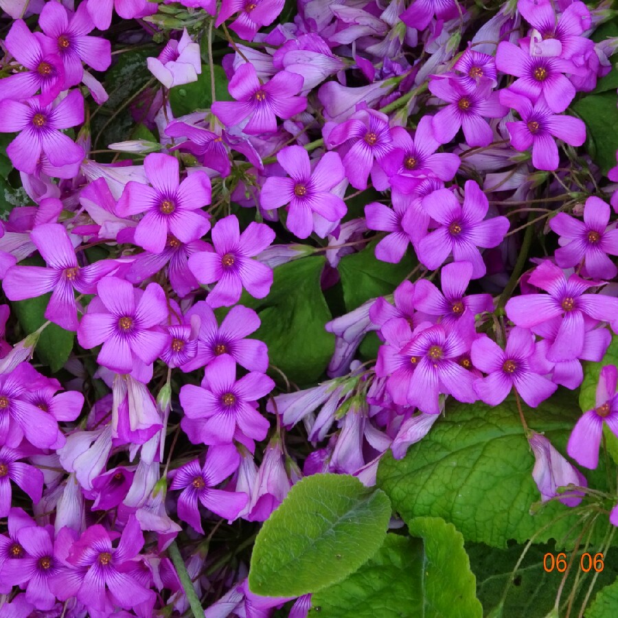 Plant image Oxalis articulata 'Festival'