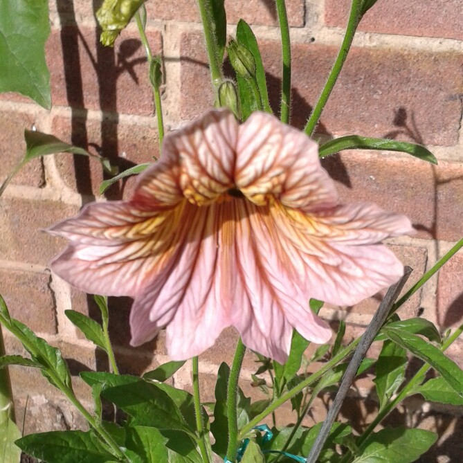 Plant image Salpiglossis sinuata 'Royale Mixed' (Mix)