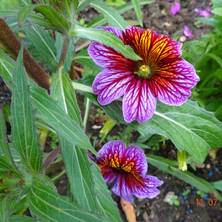 Plant image Salpiglossis sinuata 'Royale Mixed' (Mix)