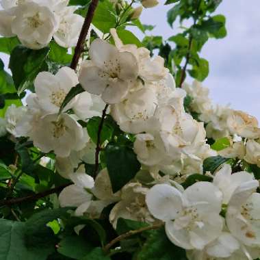 Mock Orange