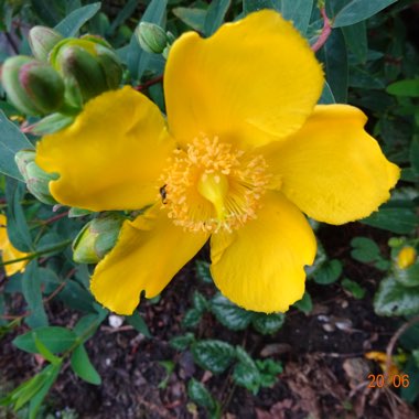 St Johns Wort