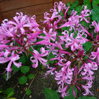 Nerine