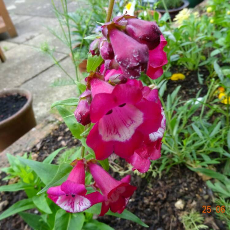 Plant image Penstemon 'Phoenix Red'