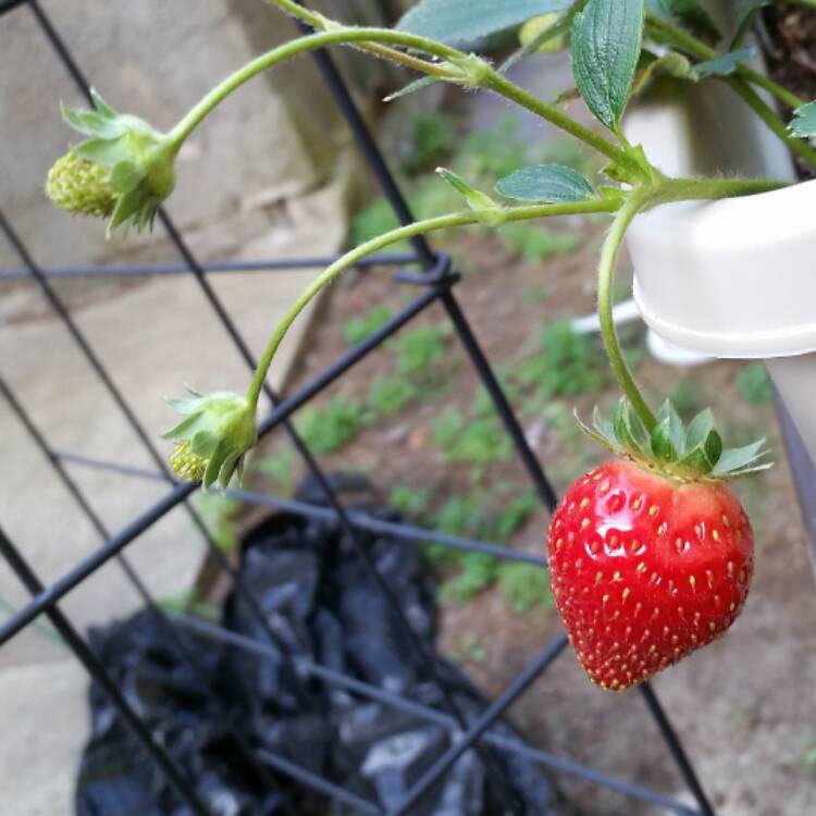 Plant image Fragaria x ananassa 'Loran'