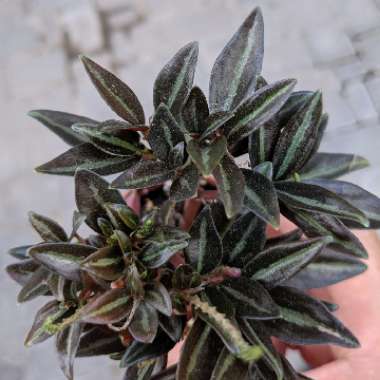 Peperomia metallica 'Narrow Leaf Form'