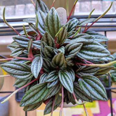 Peperomia 'Rosso'