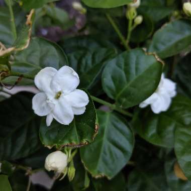 Arabian Jasmine ‘Maid of Orleans'