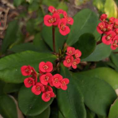 Crown Of Thorns