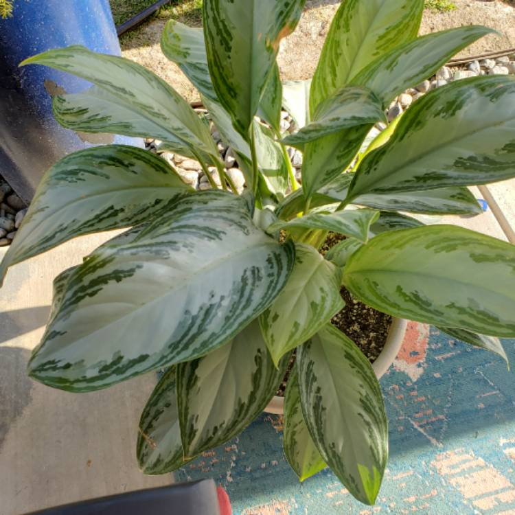 Plant image Aglaonema Silver Bay