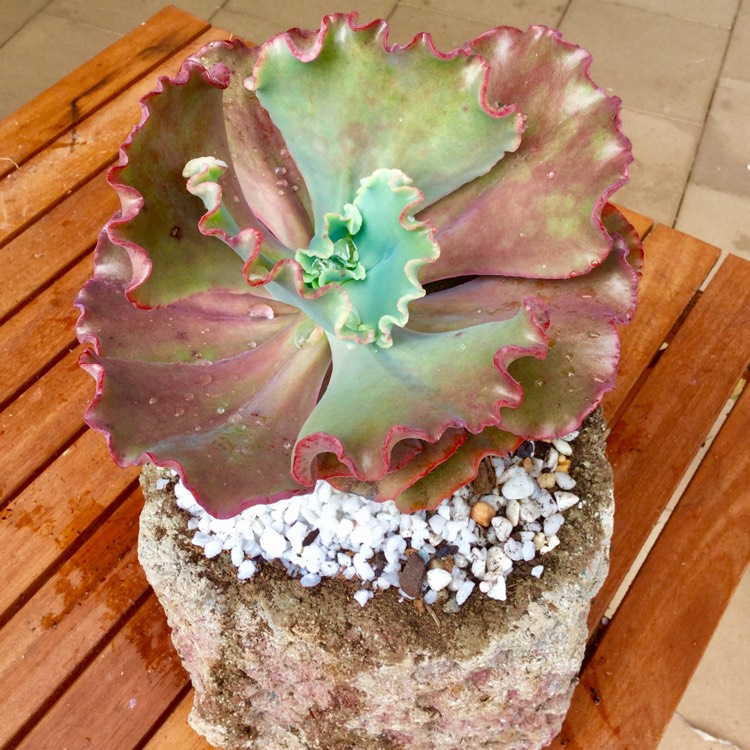 Plant image Echeveria Tutti Frutti