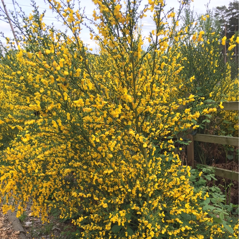 Broom 'Luna'