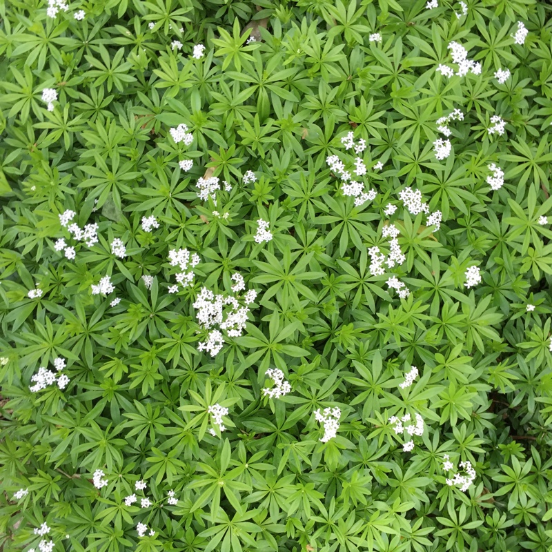 Sweet Woodruff