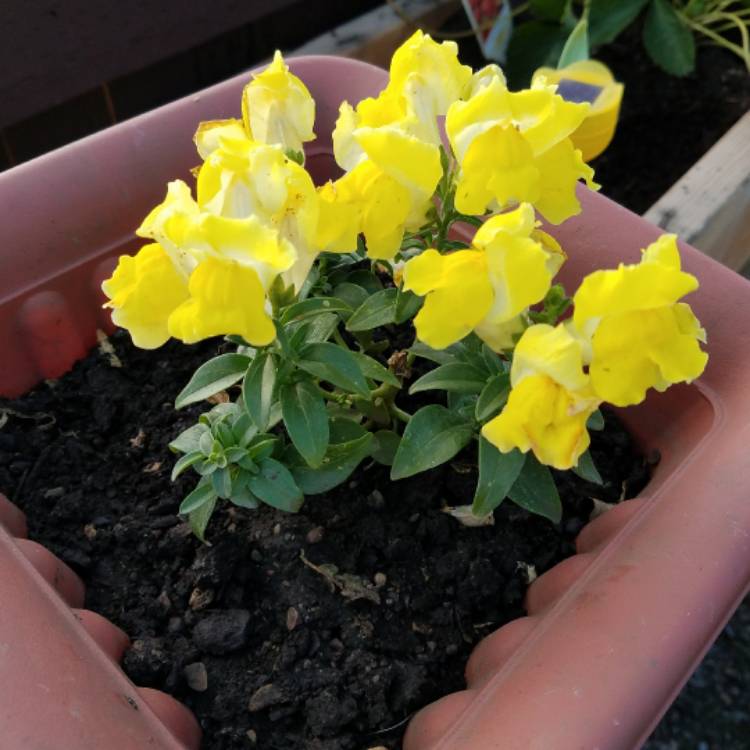 Plant image Antirrhinum majus 'Tom Thumb'