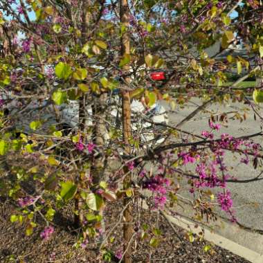 Eastern Redbud