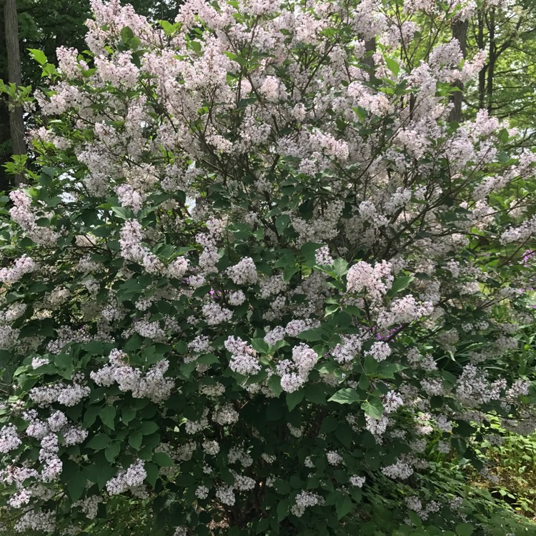 Plant image Syringa pubescens subsp. patula 'Miss Kim'