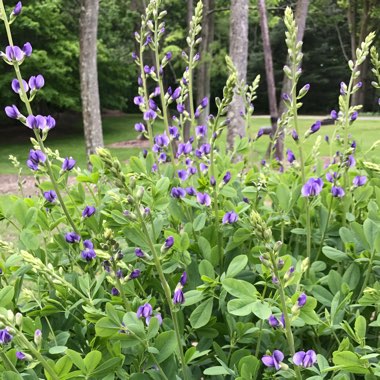 Blue False Indigo