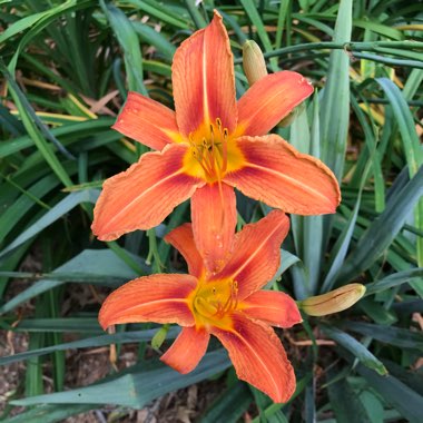 Lily (Species) Tiger Lily