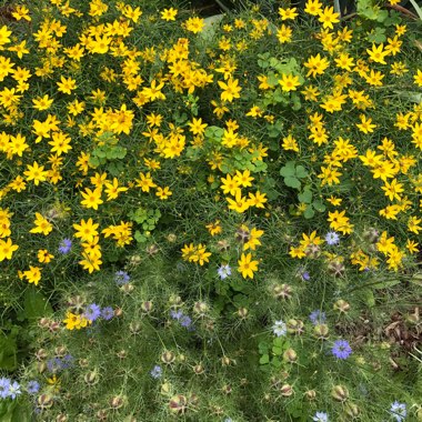 Threadleaf Coreopsis  'Zagreb'